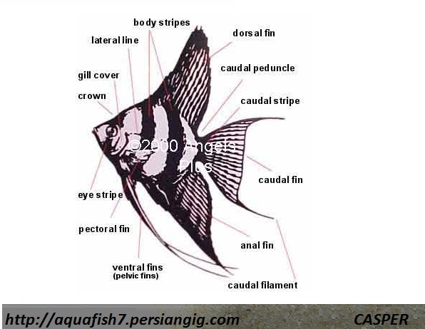 http://aquafish7.persiangig.com/angelfish.jpg